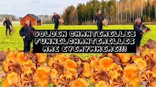 LATE OCTOBER GOLDEN CHANTERELLES AND FUNNEL CHANTERELLES ARE EVERYWHERE [upl. by Ruon]