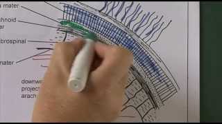 Nervous system physiology [upl. by Deborah]