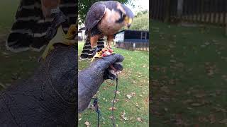 Aplomado Falcon Feeding 3 [upl. by Eyatnod]