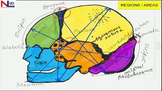 FETAL SKULL  English  Nursing Lecture [upl. by Chuipek]