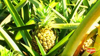 Del Monte Gold® Extra Sweet Pineapple [upl. by Nahtiek918]