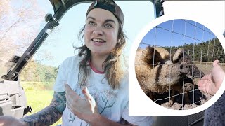 Should you raise MANGALITSA Hogs Processing some FATTY pigs  VLOG [upl. by Annauqal]