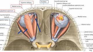 Oblique muscles of eyeball 2 [upl. by Hatnamas]