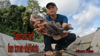 CATCH AND SELL IKAN TOMAN UBIKETUTU [upl. by Chisholm762]