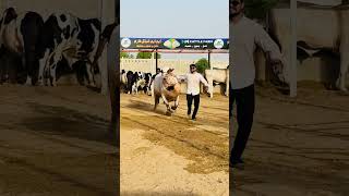 MM Cattle Farm😍cowmandi2024 cattlefarm shortsfeed eid eidspecial cow youtubeshorts trending [upl. by Oinotnas]