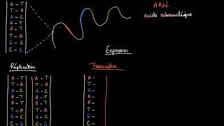 Réplication de l’ADN transcription et traduction de l’ARN [upl. by Phillis342]