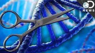 What is CRISPR amp How Could It Edit Your DNA [upl. by Apfelstadt645]