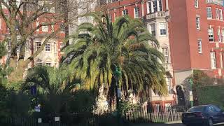 Beautiful Canary Island Date amp Pindo Palm in London [upl. by Marchese]