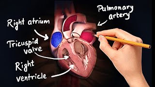 Structure and Function of Heart in Hindi [upl. by Tirrag93]