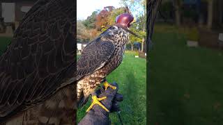 Hooded Peregrine Tiercel [upl. by Nivek]