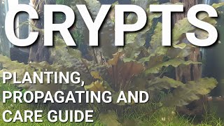 How To Prepare Propagate and Plant Your Cryptocoryne [upl. by Lund]