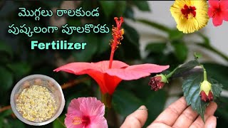 మందార మొగ్గలు పడకుండ చవకైన Organic FERTILIZER Hibiscus Bud DropsTelugu Gardener with Arts Soil Mix [upl. by Thorr]