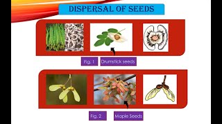 Dispersal of seeds  Types of dispersal of seeds  Class 7 science lesson 10  Manu And Mayus World [upl. by Sekoorb]