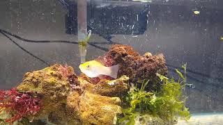 20 Gallon Macroalgae Aquarium  Featuring Saltwater Guppies [upl. by Standley]