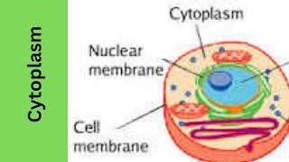 Cytoplasmstructurefunction [upl. by Amliw]