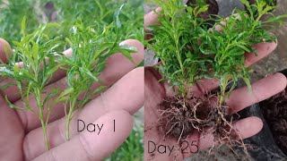 How To Grow Aralia From Cuttings  Golden Aralia Propagation [upl. by Sevy961]