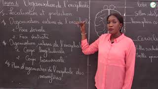 Cours  Terminale L2  SVT  Organisation de lencéphale  Localisation et protection  Mme Cissé [upl. by Nikolaos]