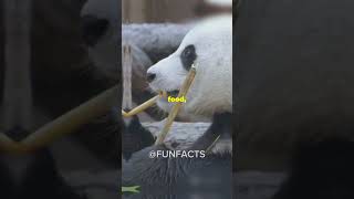 5 Fun Facts About Brars You Didn’t Know❗️❗️funfacts bear viralvideo [upl. by Assina367]