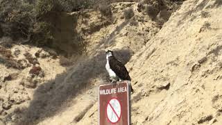 Osprey loosens up his talons in anticipation of catching a fish [upl. by Waldman]