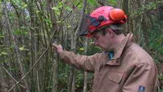 Coppicing Hazel woodland at Slapton Ley NNR to aid the Dormice population [upl. by Kain]