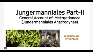 General Account of Metzgerianeae Jungermanniales Anacrogynae [upl. by Arlyn]