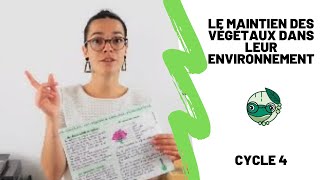 Le maintien des végétaux dans leur environnement  5ème  Madame SVT [upl. by Archangel330]