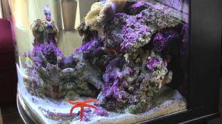 Aquatop Biotope 21g reef tank [upl. by Tobin]