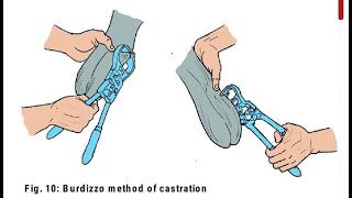 Bloodless castration of bucks by Burdizzo 🐐🦙🐐 Castração em cabro 🐐🦙🐐 Burdizo Pensi Kullanımı 🐐🦙🐐 [upl. by Gianina]