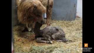 bébés chamelons young Bactrian camel Zoo sauvage de St Félicien [upl. by Jock]