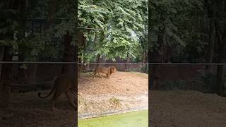 Nehru Zoological park Hyderabad lion [upl. by Arimaj855]