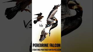 Peregrine Falcon Fighting Partner With Pelicen fyp [upl. by Cardon]