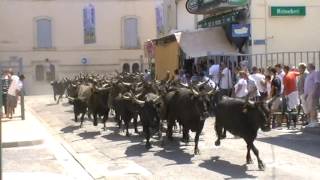 Lâcher de 50 Taureaux dans les rue de LunelViel [upl. by Toft]