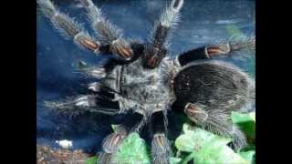 Tarantula Picture Collection Video 3 [upl. by Starling11]