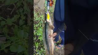 bravvo horn bill lure for snakehead fishing വേഴാമ്പൽ ഇട്ട് വരാൽ പിടിക്കാം fishing [upl. by Nhguav117]