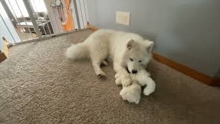 Our Samoyed Puppy Just Wants to Play with Her Stuffed Samoyed 77 [upl. by Mayda221]