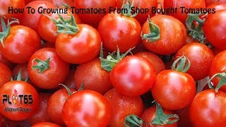 How To Growing Tomatoes From Shop Bought Tomatoes [upl. by Kcin]