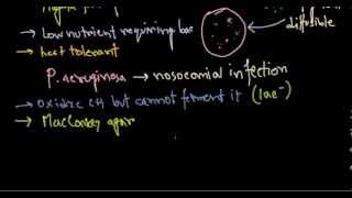 Pseudomonas aeruginosa introduction [upl. by Peskoff846]