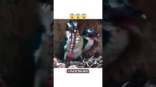 Kingfisher Bird 🐦 eating 😱😱 wildanimal birdslover kingfisher wildlife [upl. by Neerod]