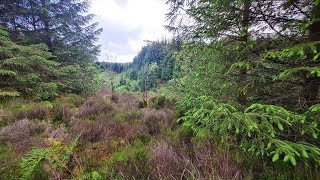 247 Natural White Noise From The Firs Of Kielder Forest Northumberland [upl. by Nickerson230]