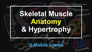 Skeletal Muscle Anatomy amp Hypertrophy  JS Muscle Science [upl. by Nol]