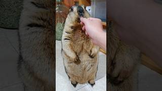 marmot shaves tooth enamel [upl. by Ablem]