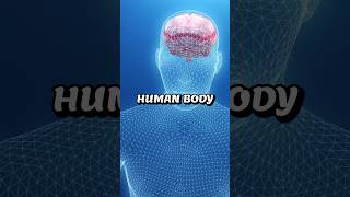 Boost Your Brains Performance With These Healthy Nutrients facts shorts brain [upl. by Raval735]