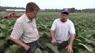 Connecticut Tobacco Farm  Americas Heartland [upl. by Nataniel93]