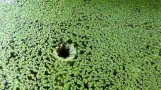 Growing and harvesting duckweed in the Biogarden Nutrients consist entirely of biomass teas [upl. by Llatsyrk]