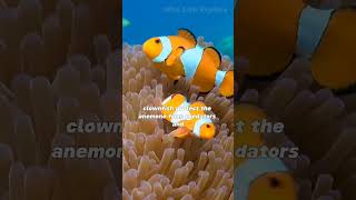 Cool Facts about Clownfish 🐠 facts wildlife shorts [upl. by Allister]