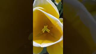 The largest Flower Farm in the World Tulips Farm New Zealand shortsviraltulip flowers newzealand [upl. by Lachman574]