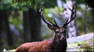 Eriksberg Kronhjorts Brunst Red Deer Stag Raut Rot Hirsche Brunst 2011 [upl. by Atin]