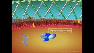 Warfarin  Mechanism of Action [upl. by Gainer]