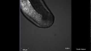 Wave of gene expression in an embryo [upl. by Gilead]