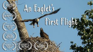 An Eaglets First Flight [upl. by Albers]